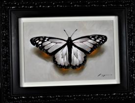 Butterfly in White by Donovan Fitzgerald